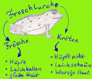 Frösche der Welt (Tabelle) - www.froschlaich.eu